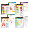 The Human Body Learning Charts Combo Pack, Set of 7