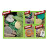 ERSYUS1042_1.jpg Let's Investigate Bugs Stone, Pack of 8